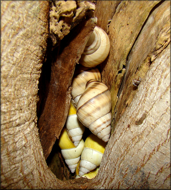 Liguus fasciatus Müller 1774 Florida Tree Snail aestivating